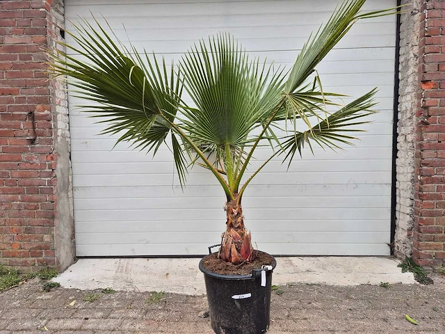 Mexicaanse waaierpalm - washingtonia robusta - hoogte ca. 200 cm - afbeelding 1 van  3