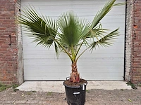 Mexicaanse waaierpalm - washingtonia robusta - hoogte ca. 200 cm - afbeelding 1 van  3