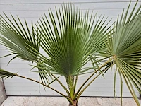 Mexicaanse waaierpalm - washingtonia robusta - hoogte ca. 200 cm - afbeelding 2 van  3