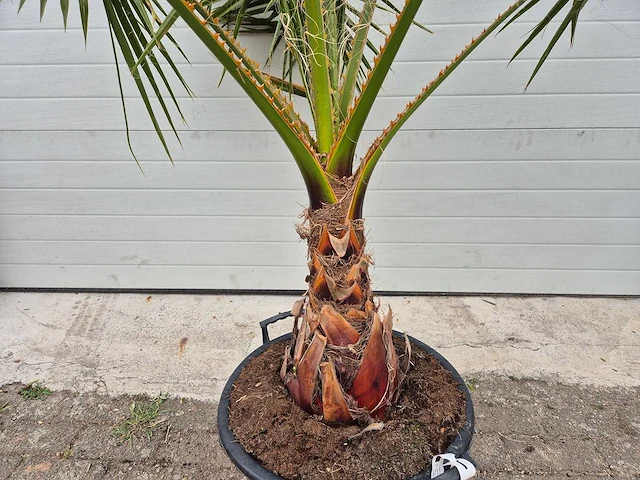 Mexicaanse waaierpalm - washingtonia robusta - hoogte ca. 200 cm - afbeelding 3 van  3