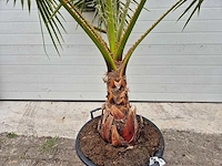 Mexicaanse waaierpalm - washingtonia robusta - hoogte ca. 200 cm - afbeelding 3 van  3