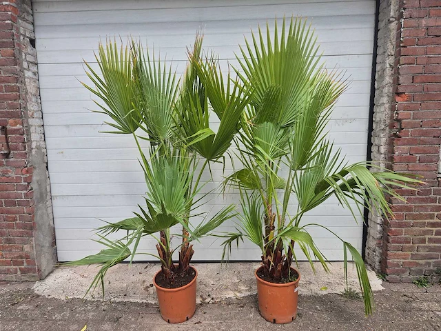 Mexicaanse waaierpalm - washingtonia robusta - mediterrane boom - hoogte ca. 140 cm (2x) - afbeelding 1 van  5