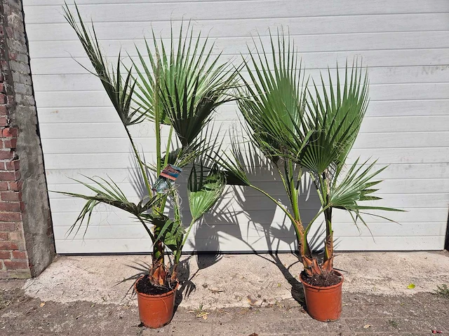 Mexicaanse waaierpalm - washingtonia robusta - mediterrane boom - hoogte ca. 140 cm (2x) - afbeelding 4 van  5