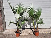Mexicaanse waaierpalm - washingtonia robusta - mediterrane boom - hoogte ca. 140 cm (2x) - afbeelding 4 van  5