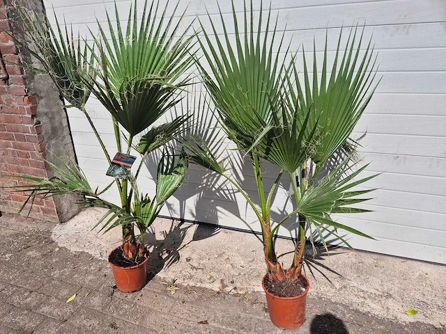 Mexicaanse waaierpalm - washingtonia robusta - mediterrane boom - hoogte ca. 140 cm (2x) - afbeelding 5 van  5
