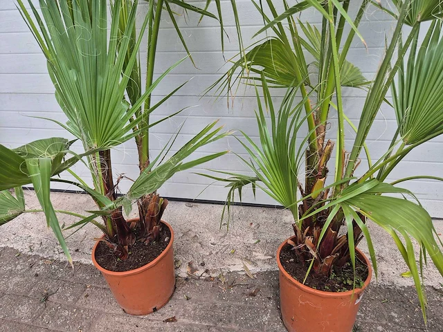 Mexicaanse waaierpalm - washingtonia robusta - mediterrane boom - hoogte ca. 140 cm (2x) - afbeelding 3 van  5