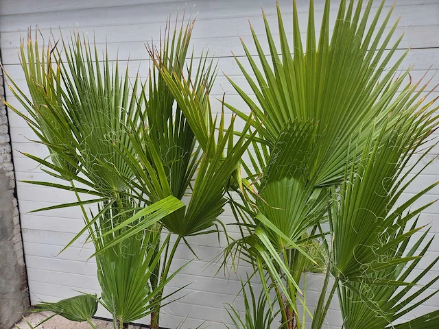 Mexicaanse waaierpalm - washingtonia robusta - mediterrane boom - hoogte ca. 140 cm (2x) - afbeelding 2 van  5
