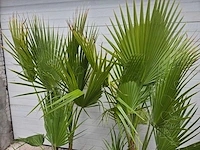 Mexicaanse waaierpalm - washingtonia robusta - mediterrane boom - hoogte ca. 140 cm (2x) - afbeelding 2 van  5