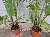 Mexicaanse waaierpalm - washingtonia robusta - mediterrane boom - hoogte ca. 140 cm (2x) - afbeelding 3 van  5