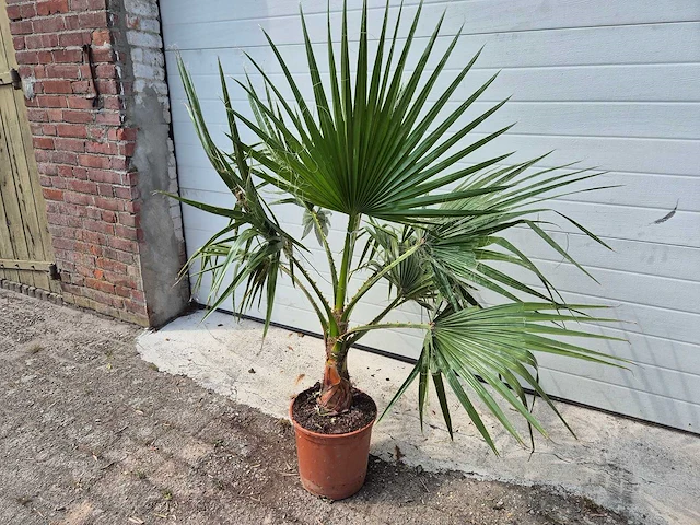 Mexicaanse waaierpalm - washingtonia robusta - mediterrane boom - hoogte ca. 140 cm - afbeelding 1 van  2
