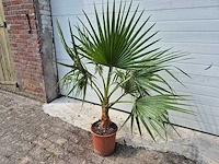 Mexicaanse waaierpalm - washingtonia robusta - mediterrane boom - hoogte ca. 140 cm - afbeelding 1 van  2