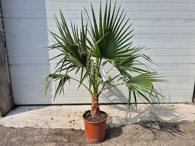 Mexicaanse waaierpalm - washingtonia robusta - mediterrane boom - hoogte ca. 140 cm - afbeelding 2 van  2