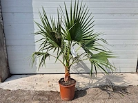 Mexicaanse waaierpalm - washingtonia robusta - mediterrane boom - hoogte ca. 140 cm - afbeelding 2 van  2