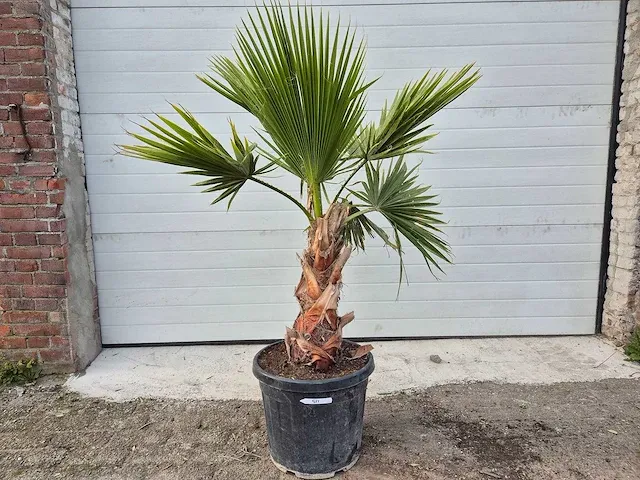 Mexicaanse waaierpalm - washingtonia robusta - mediterrane boom - hoogte ca. 150 cm - afbeelding 1 van  1