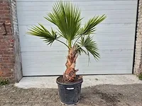 Mexicaanse waaierpalm - washingtonia robusta - mediterrane boom - hoogte ca. 150 cm - afbeelding 1 van  1