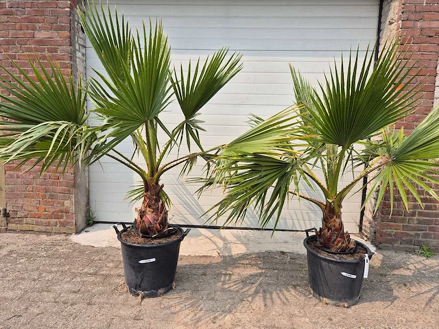 Mexicaanse waaierpalm - washingtonia robusta - mediterrane boom - hoogte ca. 160 cm (2x) - afbeelding 1 van  2