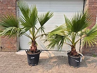 Mexicaanse waaierpalm - washingtonia robusta - mediterrane boom - hoogte ca. 160 cm (2x) - afbeelding 1 van  2