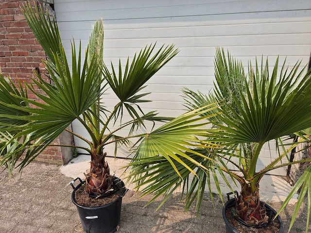Mexicaanse waaierpalm - washingtonia robusta - mediterrane boom - hoogte ca. 160 cm (2x) - afbeelding 2 van  2