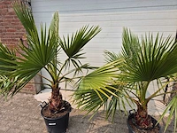 Mexicaanse waaierpalm - washingtonia robusta - mediterrane boom - hoogte ca. 160 cm (2x) - afbeelding 2 van  2