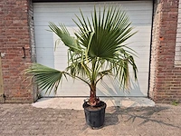 Mexicaanse waaierpalm - washingtonia robusta - mediterrane boom - hoogte ca. 160 cm - afbeelding 1 van  3