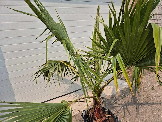 Mexicaanse waaierpalm - washingtonia robusta - mediterrane boom - hoogte ca. 160 cm - afbeelding 2 van  3