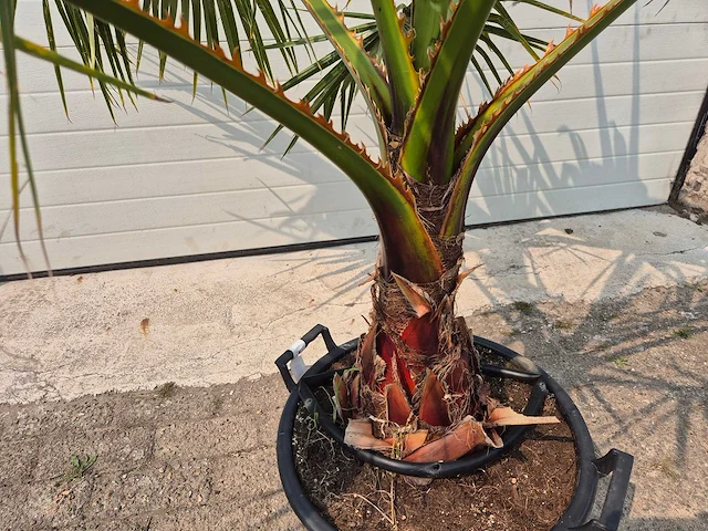 Mexicaanse waaierpalm - washingtonia robusta - mediterrane boom - hoogte ca. 160 cm - afbeelding 3 van  3