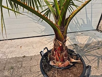 Mexicaanse waaierpalm - washingtonia robusta - mediterrane boom - hoogte ca. 160 cm - afbeelding 3 van  3