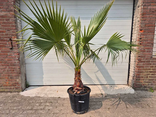 Mexicaanse waaierpalm - washingtonia robusta - mediterrane boom - hoogte ca. 160 cm - afbeelding 1 van  2