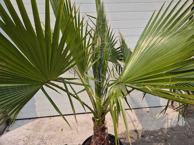 Mexicaanse waaierpalm - washingtonia robusta - mediterrane boom - hoogte ca. 160 cm - afbeelding 2 van  2