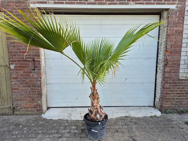 Mexicaanse waaierpalm - washingtonia robusta - mediterrane boom - hoogte ca. 160 cm - afbeelding 1 van  3