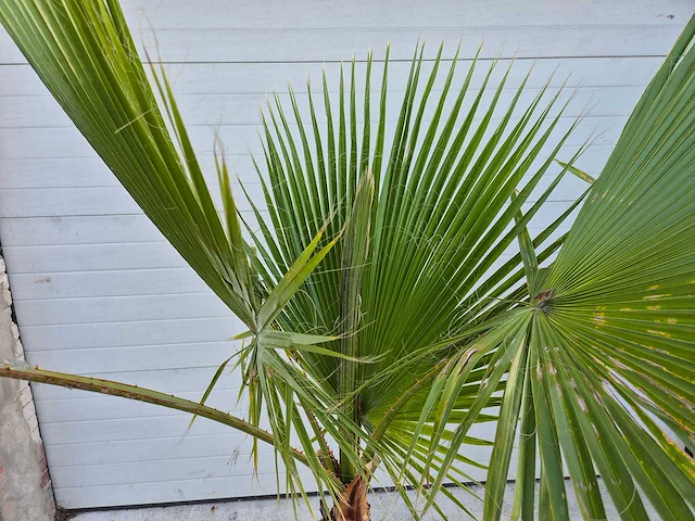 Mexicaanse waaierpalm - washingtonia robusta - mediterrane boom - hoogte ca. 160 cm - afbeelding 2 van  3