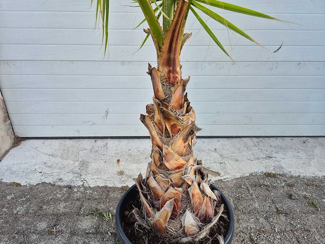 Mexicaanse waaierpalm - washingtonia robusta - mediterrane boom - hoogte ca. 160 cm - afbeelding 3 van  3