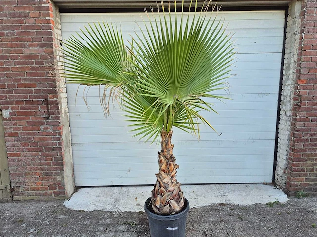 Mexicaanse waaierpalm - washingtonia robusta - mediterrane boom - hoogte ca. 160 cm - afbeelding 1 van  3