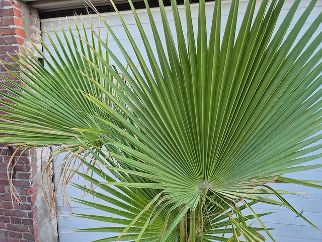Mexicaanse waaierpalm - washingtonia robusta - mediterrane boom - hoogte ca. 160 cm - afbeelding 2 van  3