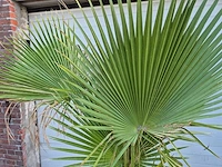 Mexicaanse waaierpalm - washingtonia robusta - mediterrane boom - hoogte ca. 160 cm - afbeelding 2 van  3