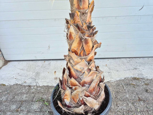 Mexicaanse waaierpalm - washingtonia robusta - mediterrane boom - hoogte ca. 160 cm - afbeelding 3 van  3