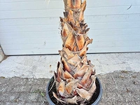 Mexicaanse waaierpalm - washingtonia robusta - mediterrane boom - hoogte ca. 160 cm - afbeelding 3 van  3