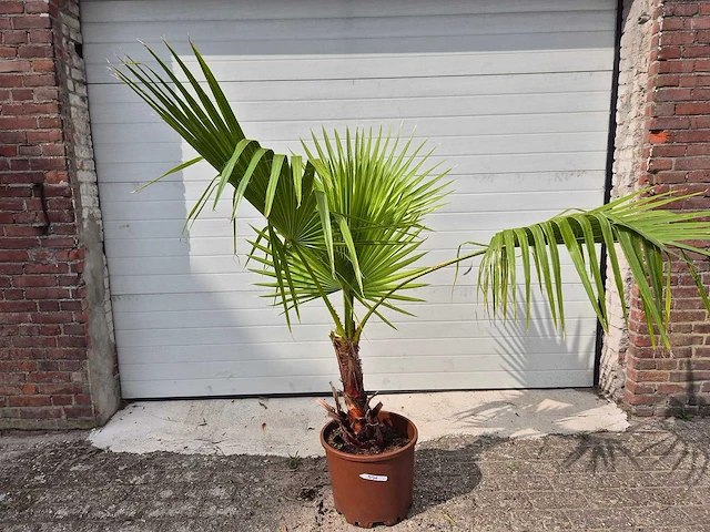 Mexicaanse waaierpalm - washingtonia robusta - mediterrane boom - hoogte ca. 160 cm - afbeelding 1 van  2