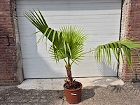 Mexicaanse waaierpalm - washingtonia robusta - mediterrane boom - hoogte ca. 160 cm - afbeelding 1 van  2