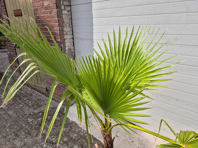 Mexicaanse waaierpalm - washingtonia robusta - mediterrane boom - hoogte ca. 160 cm - afbeelding 2 van  2