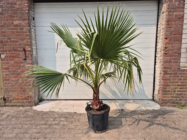Mexicaanse waaierpalm - washingtonia robusta - mediterrane boom - hoogte ca. 160 cm - afbeelding 1 van  3