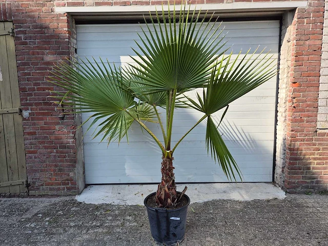 Mexicaanse waaierpalm - washingtonia robusta - mediterrane boom - hoogte ca. 160 cm - afbeelding 1 van  3