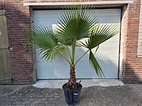 Mexicaanse waaierpalm - washingtonia robusta - mediterrane boom - hoogte ca. 160 cm - afbeelding 1 van  3