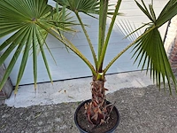 Mexicaanse waaierpalm - washingtonia robusta - mediterrane boom - hoogte ca. 160 cm - afbeelding 2 van  3
