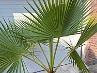 Mexicaanse waaierpalm - washingtonia robusta - mediterrane boom - hoogte ca. 160 cm - afbeelding 3 van  3