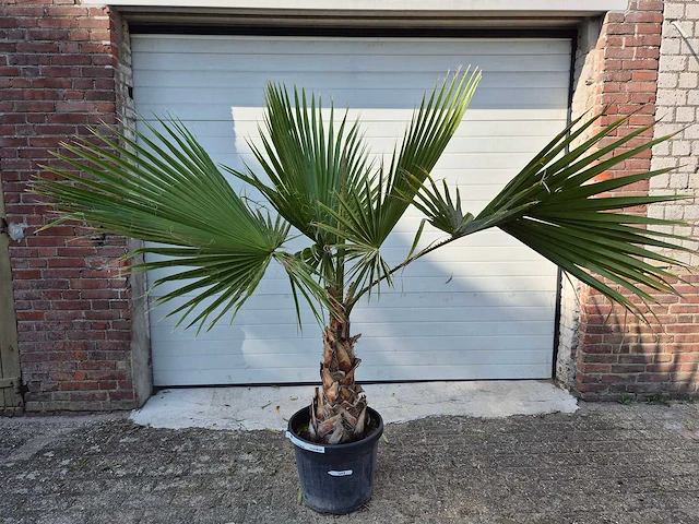Mexicaanse waaierpalm - washingtonia robusta - mediterrane boom - hoogte ca. 160 cm - afbeelding 1 van  2