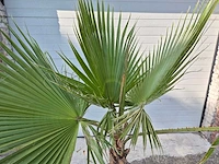 Mexicaanse waaierpalm - washingtonia robusta - mediterrane boom - hoogte ca. 160 cm - afbeelding 2 van  2