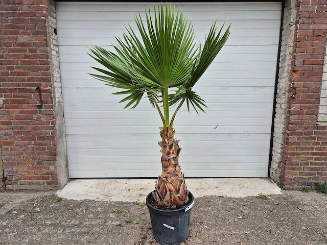 Mexicaanse waaierpalm - washingtonia robusta - mediterrane boom - hoogte ca. 160 cm - afbeelding 1 van  3
