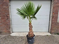 Mexicaanse waaierpalm - washingtonia robusta - mediterrane boom - hoogte ca. 160 cm - afbeelding 1 van  3