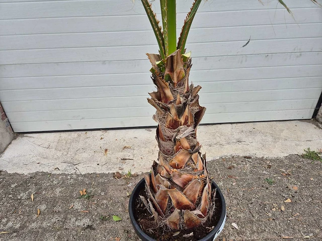 Mexicaanse waaierpalm - washingtonia robusta - mediterrane boom - hoogte ca. 160 cm - afbeelding 2 van  3